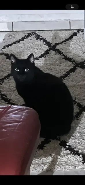 chatte lost    Marseille "Bébé" ou "Laziza"